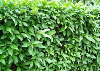 GK LIGUSTR POSPOLITY SZYBKI TANI ŻYWOPŁOT