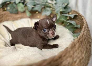 Piesek Chihuahua Czekoladowy z białymi znaczeniami