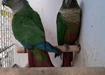 Rudosterki/Rudosterka