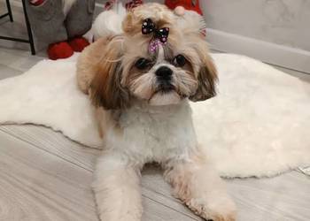 Shih tzu przepiękne wzorcowe szczeniaki tricolor pieski i suczki