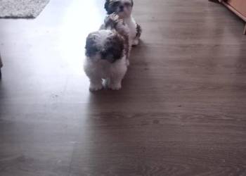 Shih Tzu suczki