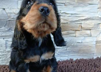 Śliczne Szczenięta Cocker Spaniel Angielski