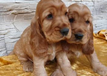 Śliczne Szczenięta Cocker Spaniel Angielski