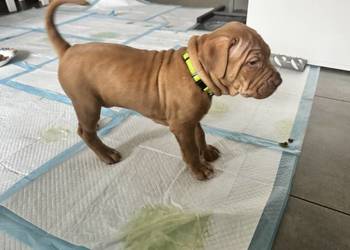 Rednos american Pit bull terrier - szczeniaki