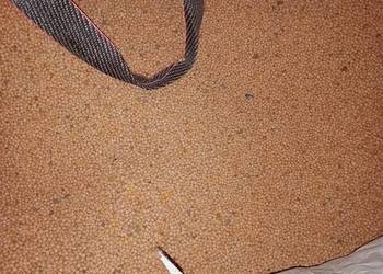 Groch polny nie desykowany