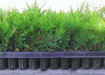 TUJA SZMARAGD THUJA SMARAGD PRODUCENT MULTIPALETA FV +NAWÓZ