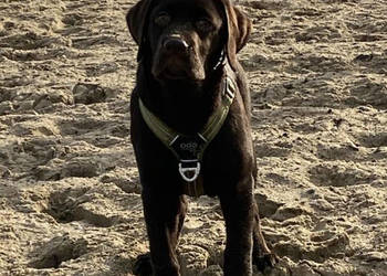 Oddam w dobre ręce szczeniaka