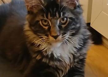 NIKITA czarny klasyk z białym