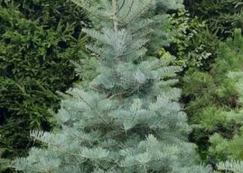 Jodła Kalifornijska od 130 cm do 200cm w donicy, kopane z gruntu,