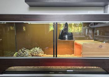 Żółwie lamparcie wraz z  terrarium