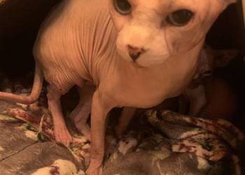 Sfinks Kanadyjski Reproduktor. Sfinks Kanadijski Sfinks Kanadyjski Reproduktor. Sfinks Kanadijski