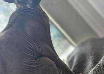 Piękny kocur sphinks niebieski sfinks