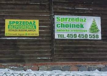 Sprzedam choinki świerk kłujący srebrny zielony