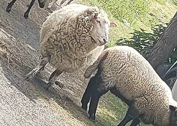 Owca biała mięsna