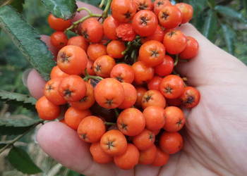 Jarzębina czerwona (jarząb pospolity) owoce 1 kg Jarzębina czerwona (jarząb pospolity) owoce 1 kg