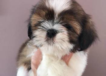*** SHIH TZU - SUCZKA - Szczeniaczek ***
