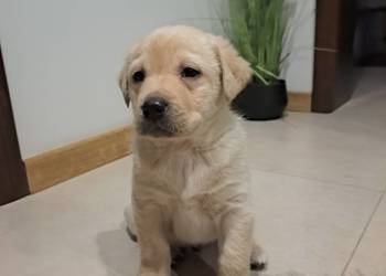 Labrador Retriever suczki 1 pies