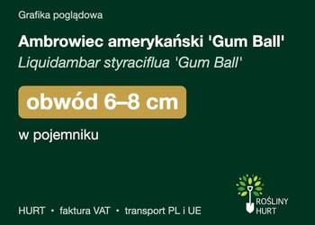 Ambrowiec amerykański 'Gum Ball' obwód 6-8 cm, w pojemniku – HURT