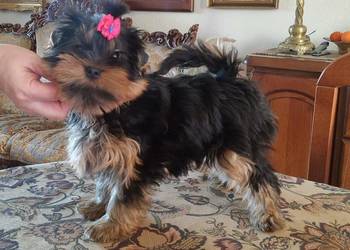 yorkshire terrier rodowód ZKwP FCI