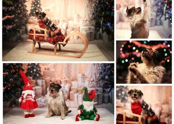 Świąteczne sesje zdjęciowe! Fotograf Poznań