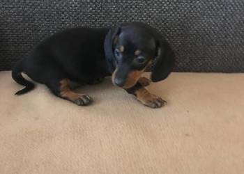 Jamnik miniaturowy piesek