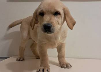 Szczeniaki rasy labrador retriever