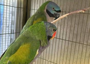 Aleksandretty chińska parka