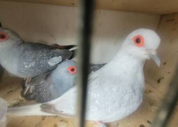 Gołąbki diamentowe