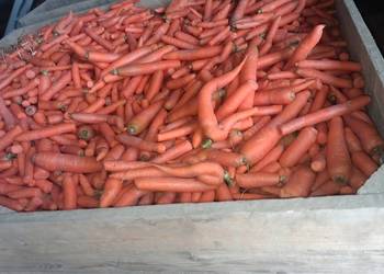 Marchew myta odpadowa