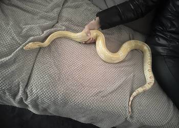 Boa Cesarski Sharp Albino
