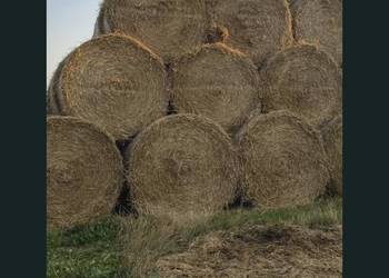 Słoma żytnia bele