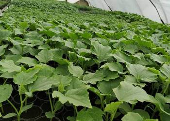 Rozsada  Pomidory Ogórki