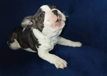 Buldog francuski piesek
