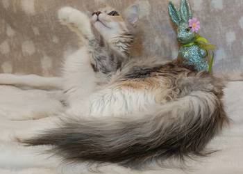 Koty Syberyjskie - MAGIA ZKolakowegoDomu*PL