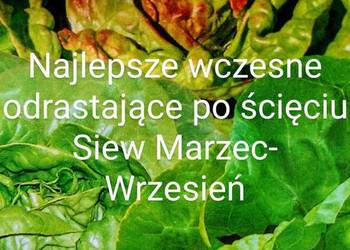 Odrasta po ścięciu Sałaty świata mix