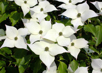 DEREŃ KAUSA CHINSKI Cornus kausa chinensis - NASIONA 100 sztuk - 10g.