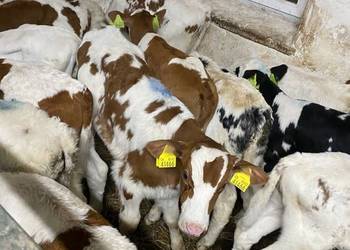 Byczki z dostawą jałoszki