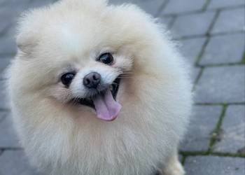 Szpic miniaturowy Pomeranian samiec ADOPCJA