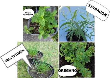 OREGANO zioło lecznicze oraz przyprawa i dekoracja.+GRATIS