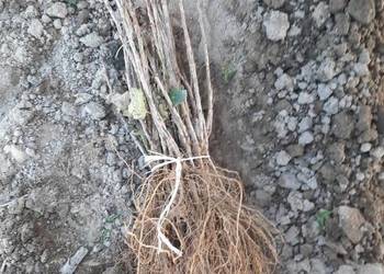 Porzeczka czerwona czarna