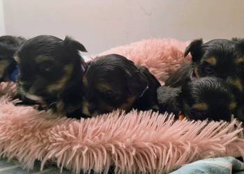 Yorkshire terrier