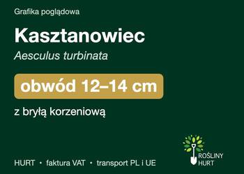 Kasztanowiec (Aesculus turbinata) obwód 12-14 cm, z bryłą – HURT
