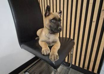Owczarek Belgijski Malinois Szczeniaki