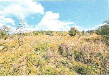 Syndyk sprzeda działki niezabudowane