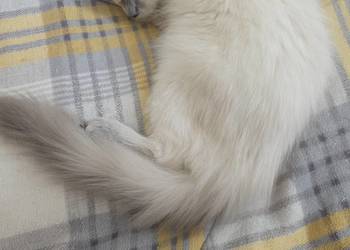 Kotka Ragdoll