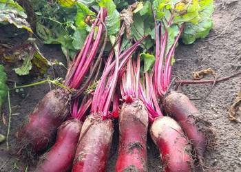 Sprzedam buraczki ćwikłowe Sprzedam buraczki ćwikłowe