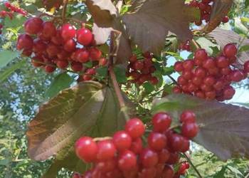Kalina Koralowa Zbiór 2025r. (viburnum opulus)