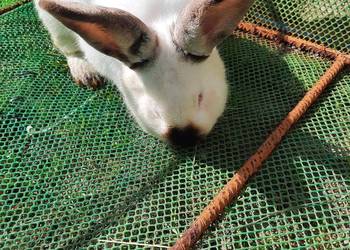 Króliki Samce 10 miesiecy