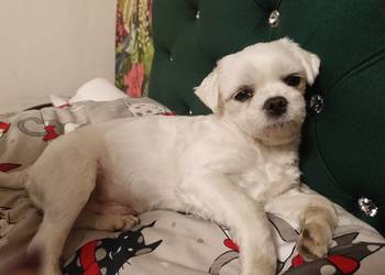 Reproduktor maltanczyk FCI zhpruci