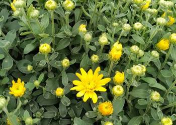 Sprzedam chryzantemy